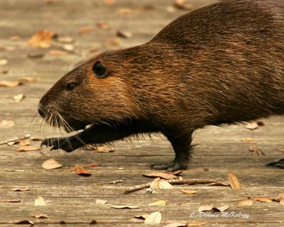 Nutria