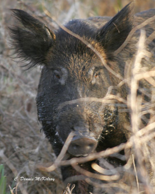 Feral Hog