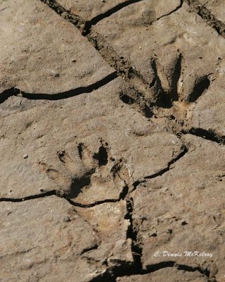 Coon tracks