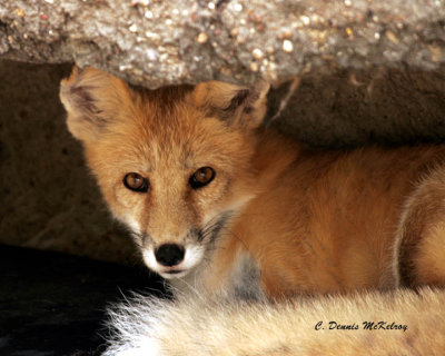 Red Fox - TX. Zoo