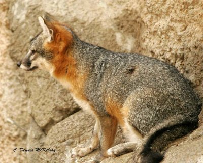 Red Fox  - TX. Zoo