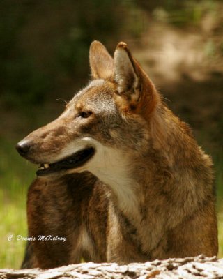 Red Coyote - - TX. Zoo