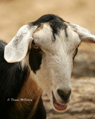 Goat - TX. Zoo