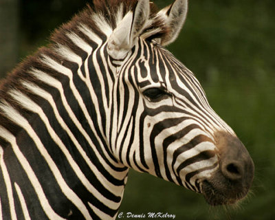 Zebra - TX. Zoo