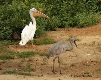 White Pelican- TX. Zoo