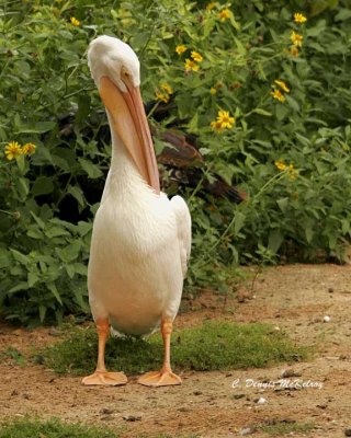 White Pelican- TX. Zoo