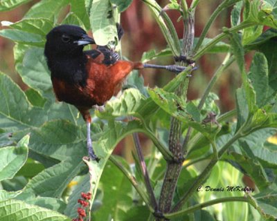 Orchard Oriole