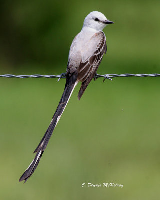 Scissor-tail Flycatcher