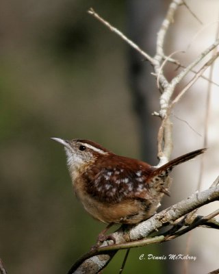 Wren