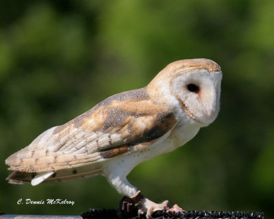 Barn Owl - Bird show