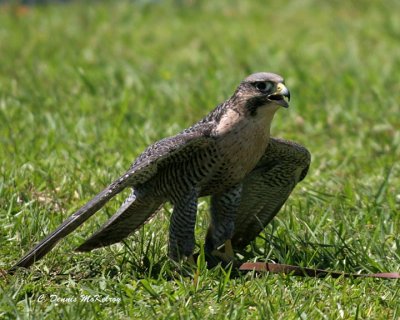 Falcon - Bird show