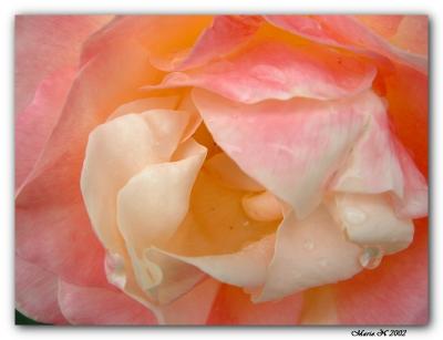 au coeur de la rose /In the heart of the rose