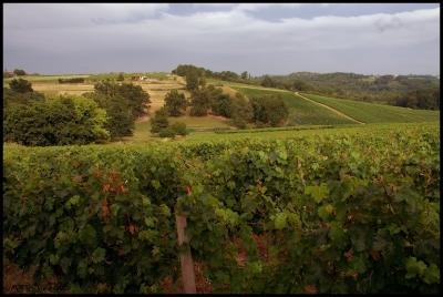 vignobles du chateau/ vineyards of the Castle Holy-Ourens