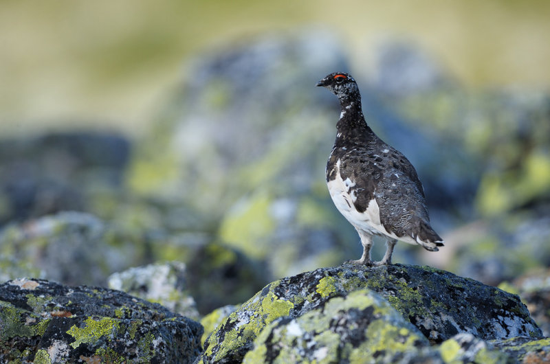 Fjllripa - Rock Ptarmigan