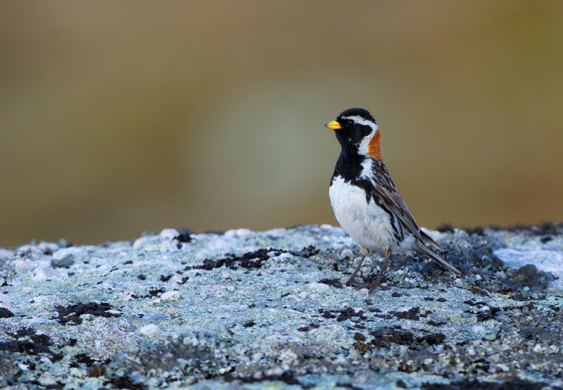 Lappsparv - Lapland Longspur