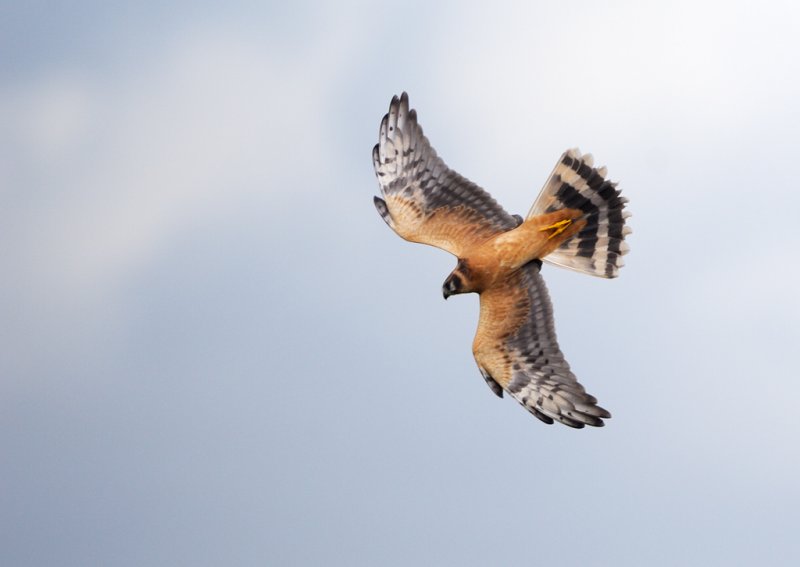 Pallid Harrier - Stpphk