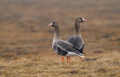 Blsgss - Greater White-fronted Geese