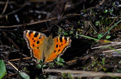 Körsbärsfux (Nymphalis polychloros)