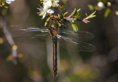 Guldtrollslnda (Cordulia aenea )