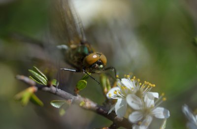 Guldtrollslnda (Cordulia aenea )
