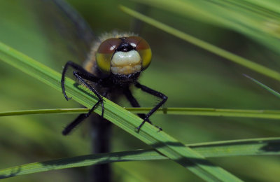 Citronflckad krrtrollslnda (Leucorrhinia pectoralis)
