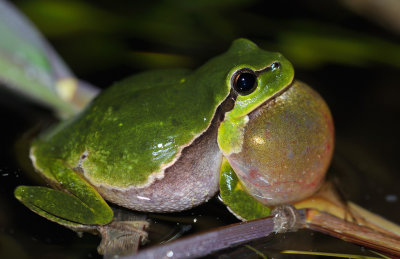 Lvgroda (Hyla arborea)