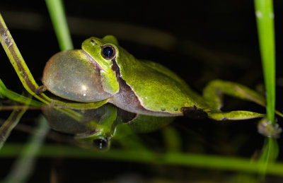 Lvgroda (Hyla arborea)