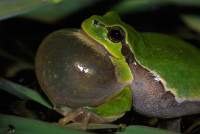Lvgroda (Hyla arborea)