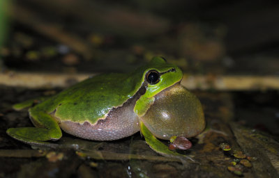 Lvgroda (Hyla arborea)