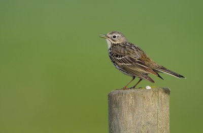 ngspiplrka - Meadow Pipit