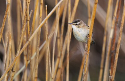 Svsngare - Sedge Warbler