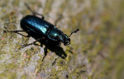 Blåoxe (Platycerus caraboides)
