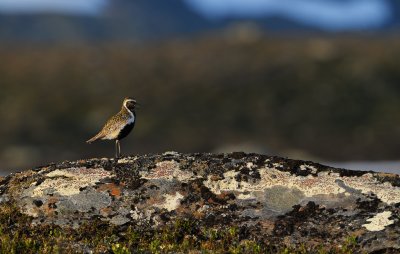 Ljungpipare - European Golden Plover