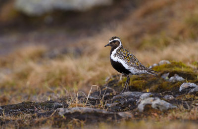 Ljungpipare - European Golden Plover