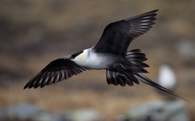 Fjllabb - Long-tailed Skua