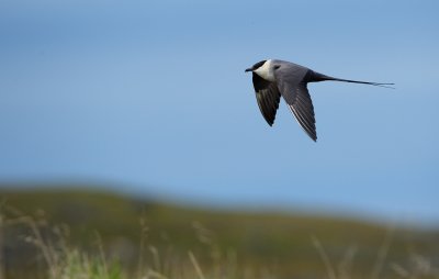 Fjllabb - Long-tailed Skua