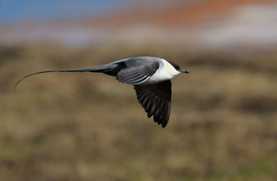 Fjllabb - Long-tailed Skua