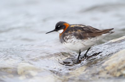 Smalnbbad simsnppa - Red-necked Phalarope