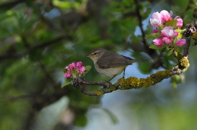 Gransngare (Phylloscopus collybita)