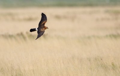 Pallid Harrier - Stpphk