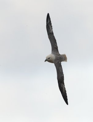 Stormfgel - Northern Fulmar