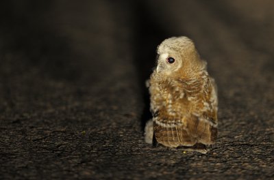 Kattuggla - Tawny Owl