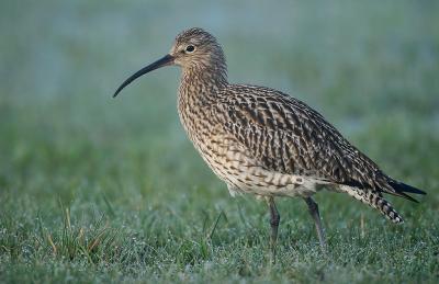 Storspov - Curlew