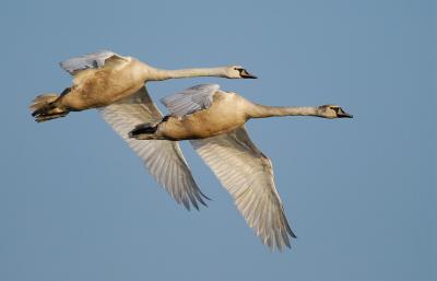 Mute Swan, immatures