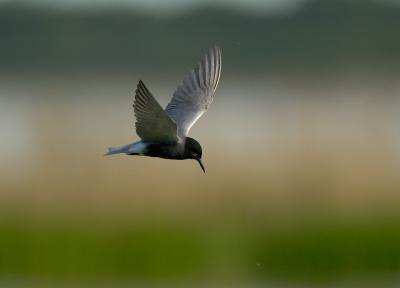 Black Tern