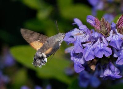 Macroglossum stellatarum