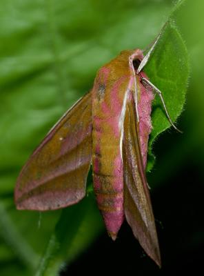 Deilephila elpenor