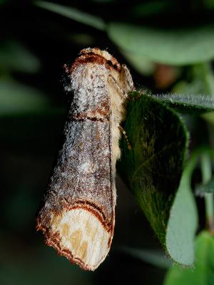 Phalera bucephala