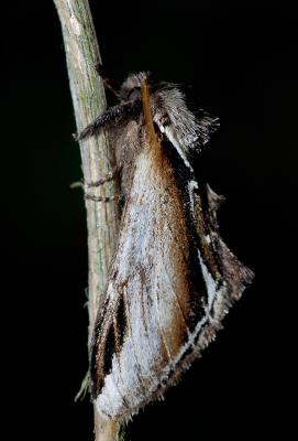 Bjrkporslinsvinge (Pheosia gnoma)