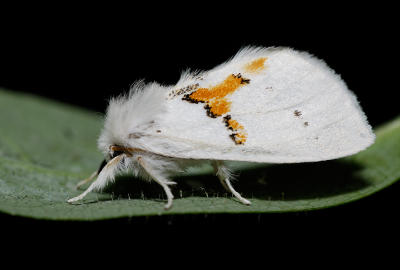 Leucodonta bicoloria